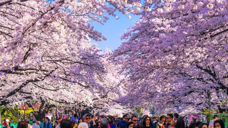 Festivals of the World: Celebrating Diversity and Tradition Across Continents