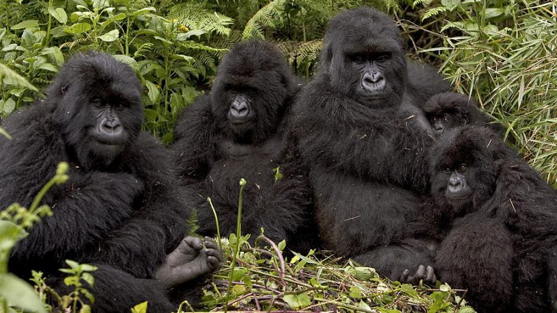 Tracking Gorillas in the Jungles of Rwanda and Uganda