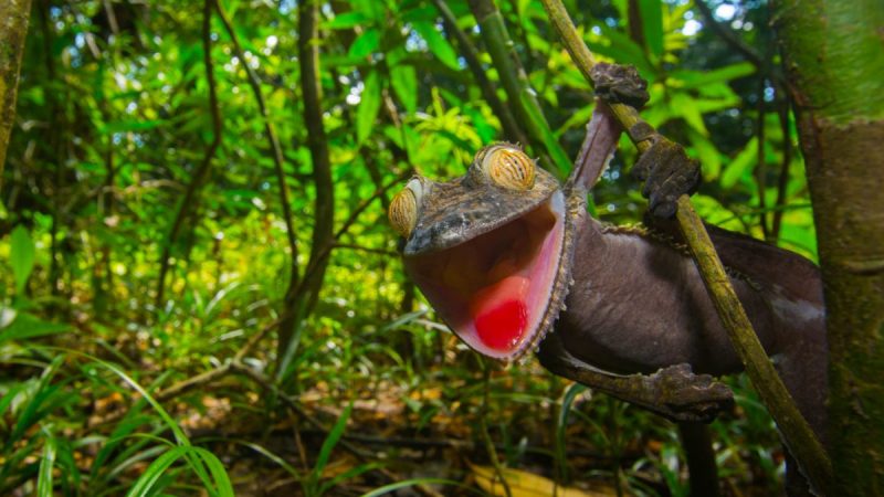 Discovering Wildlife and Nature in the Rainforest