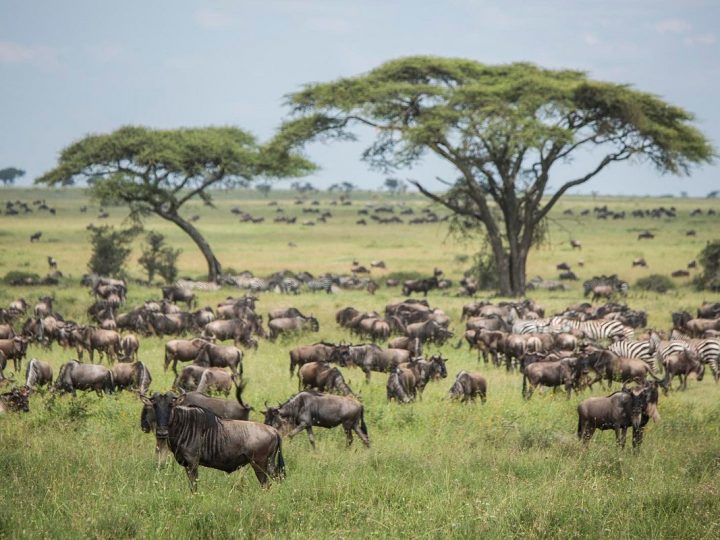 Guide to Safari Adventures in the Serengeti National Park