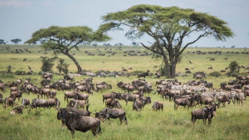 Guide to Safari Adventures in the Serengeti National Park